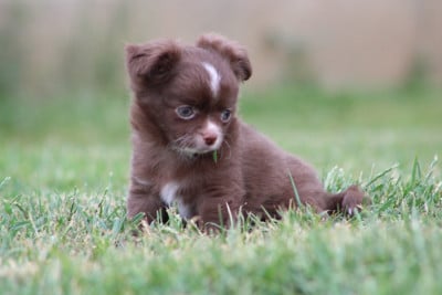 Les chiots de Chihuahua