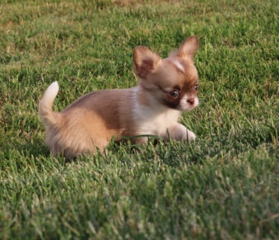 Les chiots de Chihuahua