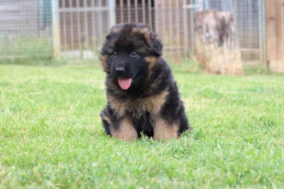 Les chiots de Berger Allemand Poil Long