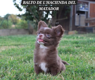 Les chiots de Chihuahua