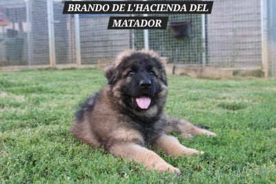 Les chiots de Berger Allemand Poil Long