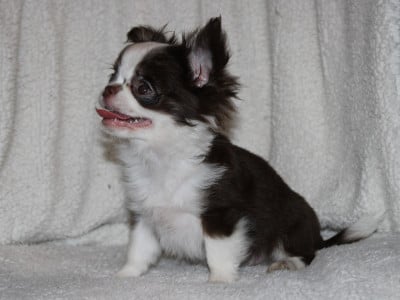 Les chiots de Chihuahua