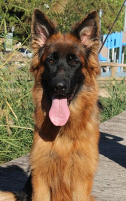 Berger Allemand