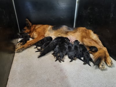 Les chiots de Berger Allemand