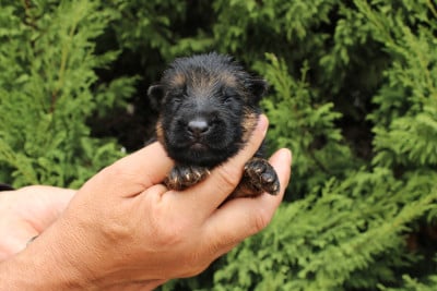 Les chiots de Berger Allemand