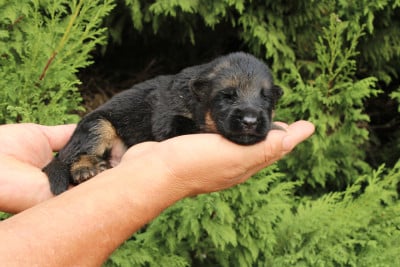 Les chiots de Berger Allemand