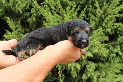 Les chiots de Berger Allemand