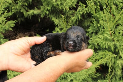 Les chiots de Berger Allemand