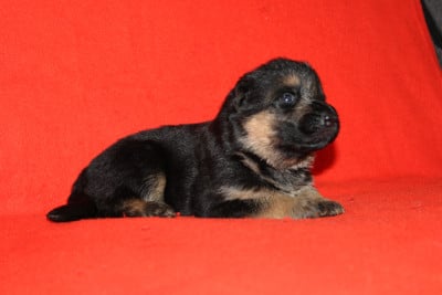 Berger Allemand