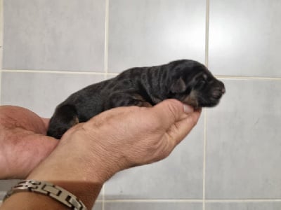 Les chiots de Berger Allemand Poil Long