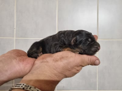 Les chiots de Berger Allemand Poil Long