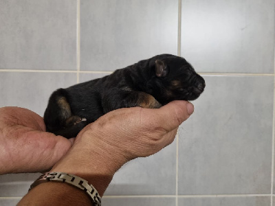 Les chiots de Berger Allemand Poil Long