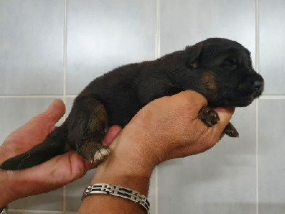 Les chiots de Berger Allemand Poil Long