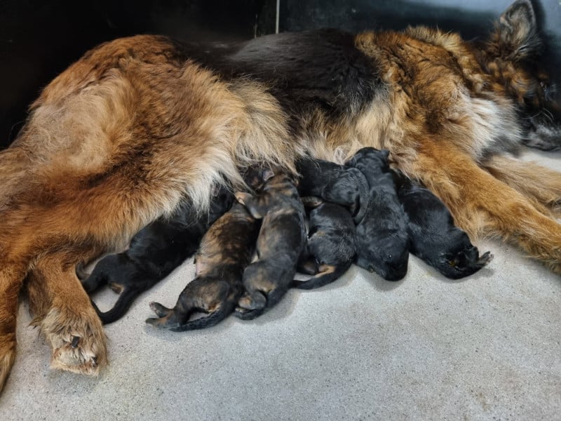 Berger Allemand Poil Long - De l'hacienda del matador