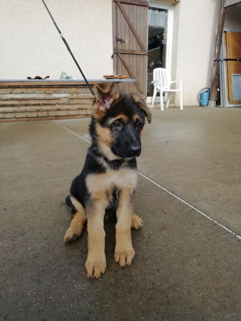 Chiot Berger Allemand Pilar Femelle Disponible En Auvergne