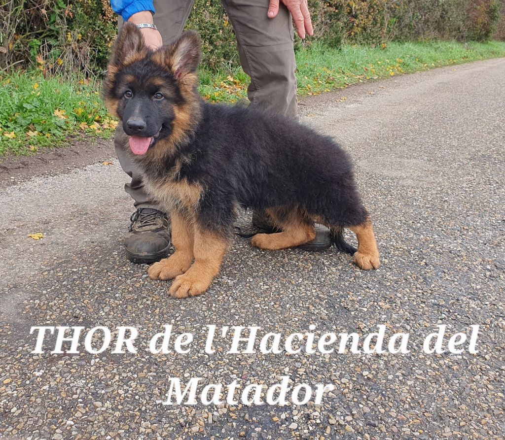 THOR