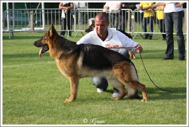 CH. VA1 Cirrius Vom haus thalie - Champion V Auslese 1