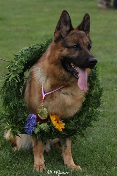 CH. VA1 Cirrius Vom haus thalie - Auslèse VA1 Champion 2010