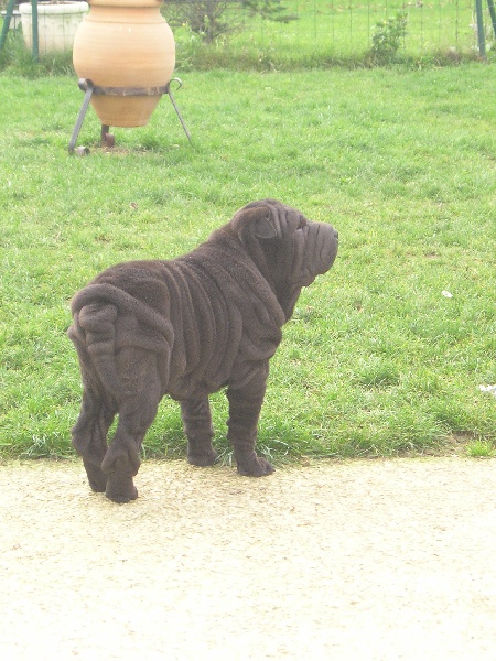 Publication : du Royaume de Jade Auteur : nadine mazzotti