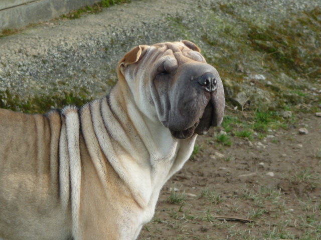 Publication : du Royaume de Jade Auteur : nadine MAZZOTTI