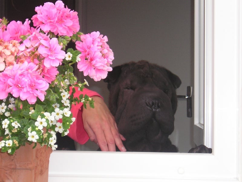 Publication : du Royaume de Jade Auteur : nadine mazzotti