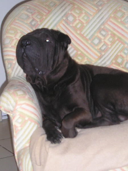 Publication : du Royaume de Jade Auteur : nadine mazzotti