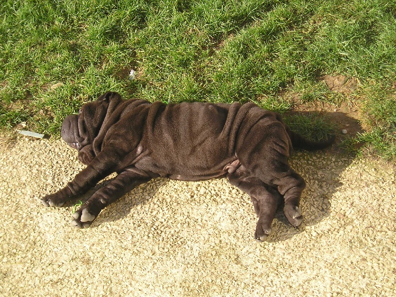 Publication : du Royaume de Jade Auteur : nadine mazzotti