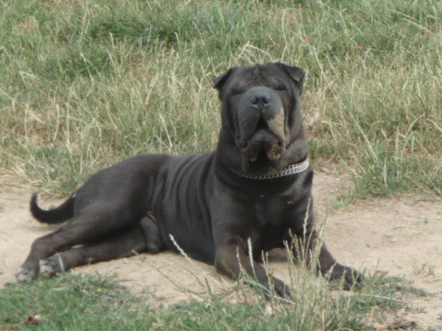 Publication : du Royaume de Jade Auteur : nadine mazzotti