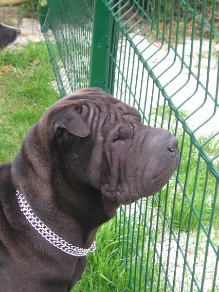 Publication : du Royaume de Jade Auteur : nadine mazzotti