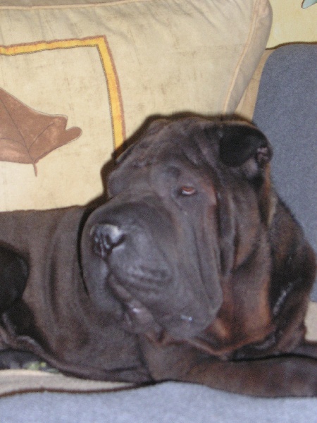 Publication : du Royaume de Jade Auteur : nadine mazzotti