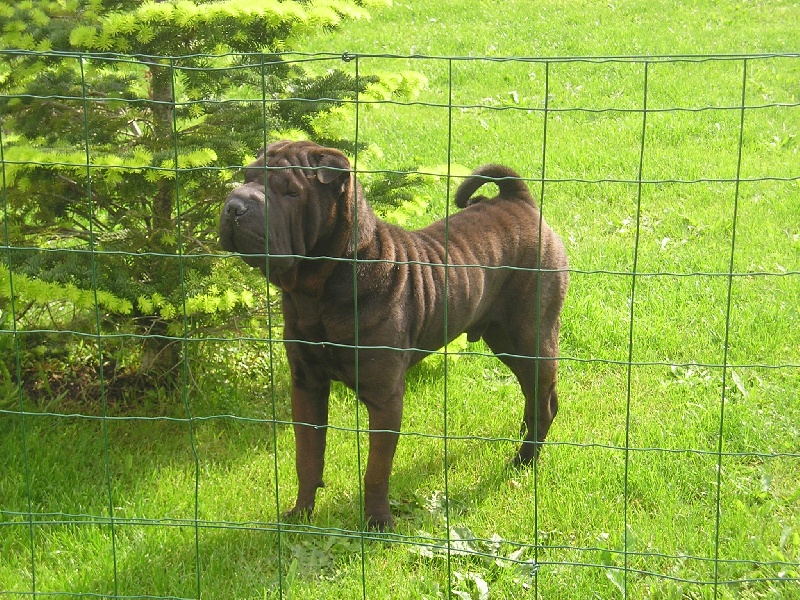 Publication : du Royaume de Jade Auteur : nadine mazzotti