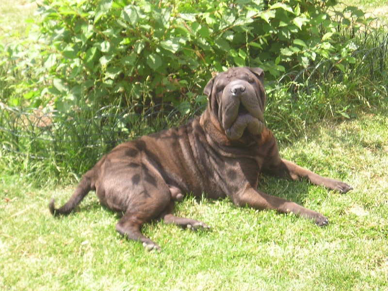 Publication : du Royaume de Jade Auteur : nadine mazzotti