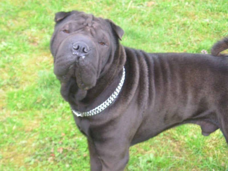 Publication : du Royaume de Jade Auteur : nadine mazzotti