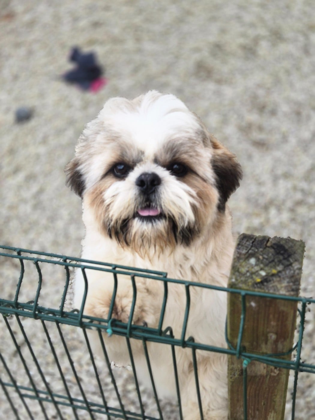 Publication : des Pommiers du Pays d'Othe