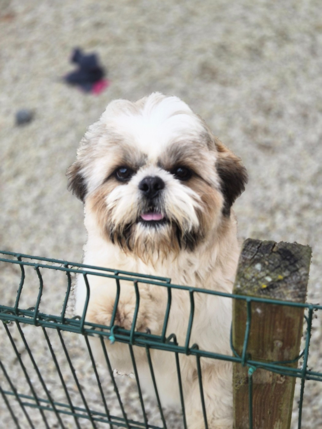 Publication : des Pommiers du Pays d'Othe