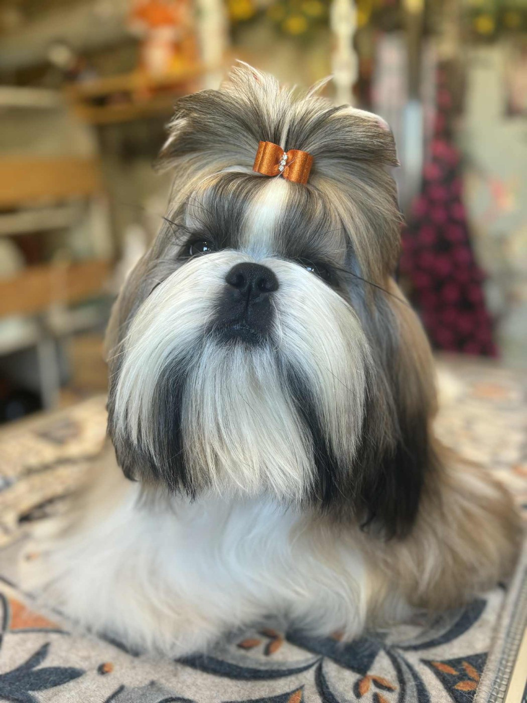 Publication : des Pommiers du Pays d'Othe