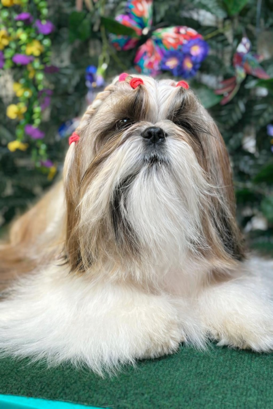 Vénus beauty love des Pommiers du Pays d'Othe