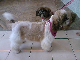 Auteur : mme milleret