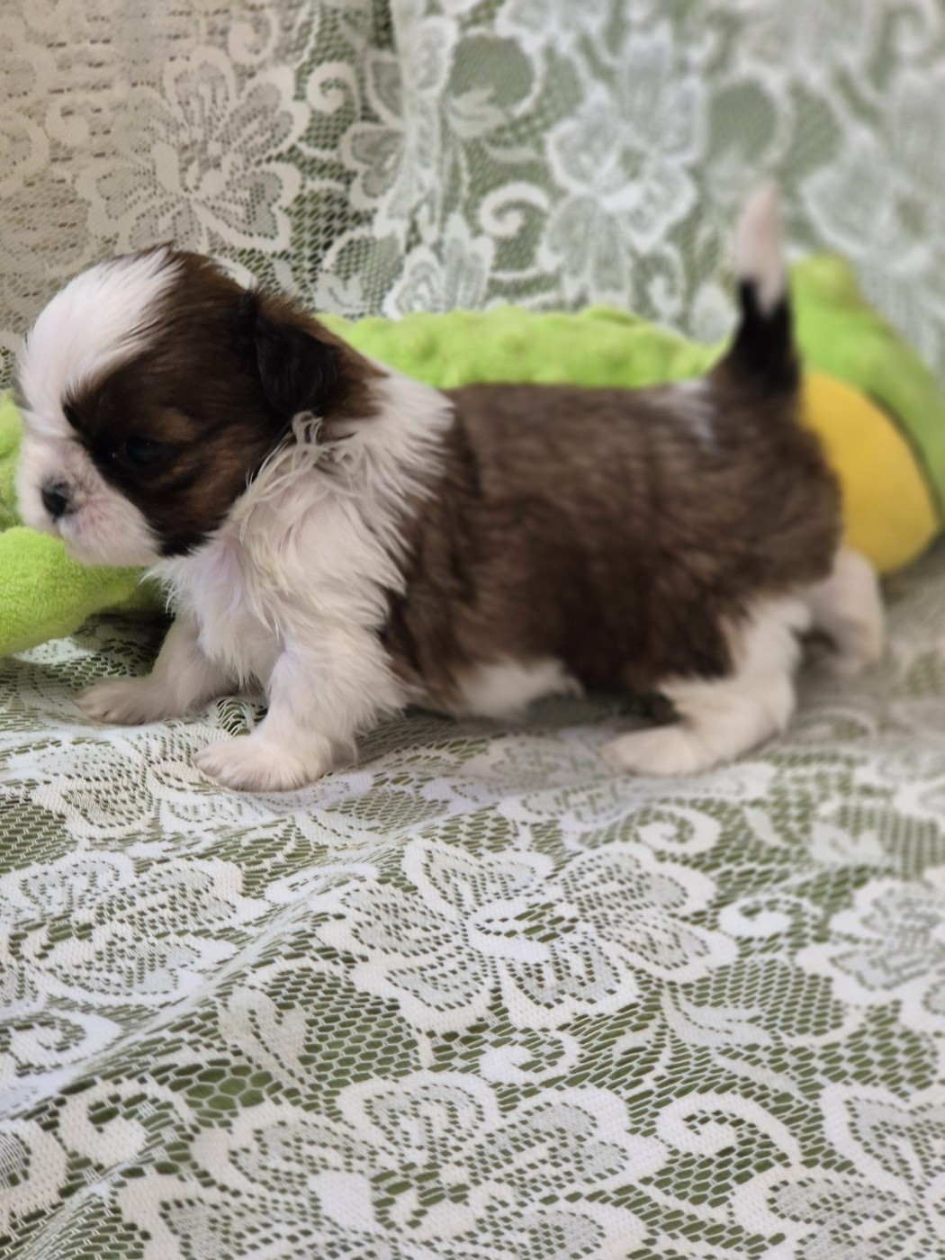 CHIOT 2 - Shih Tzu