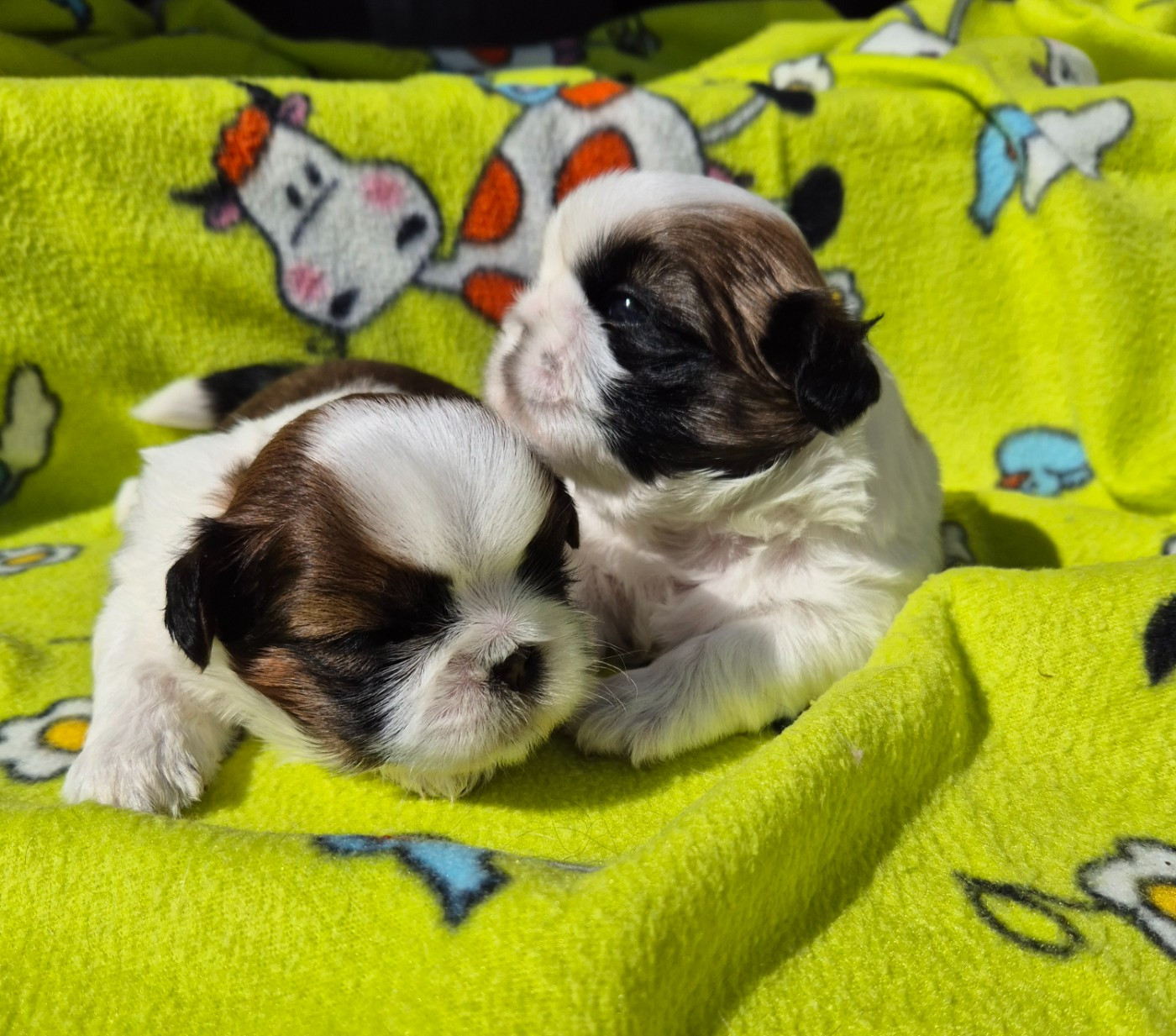 CHIOT 1