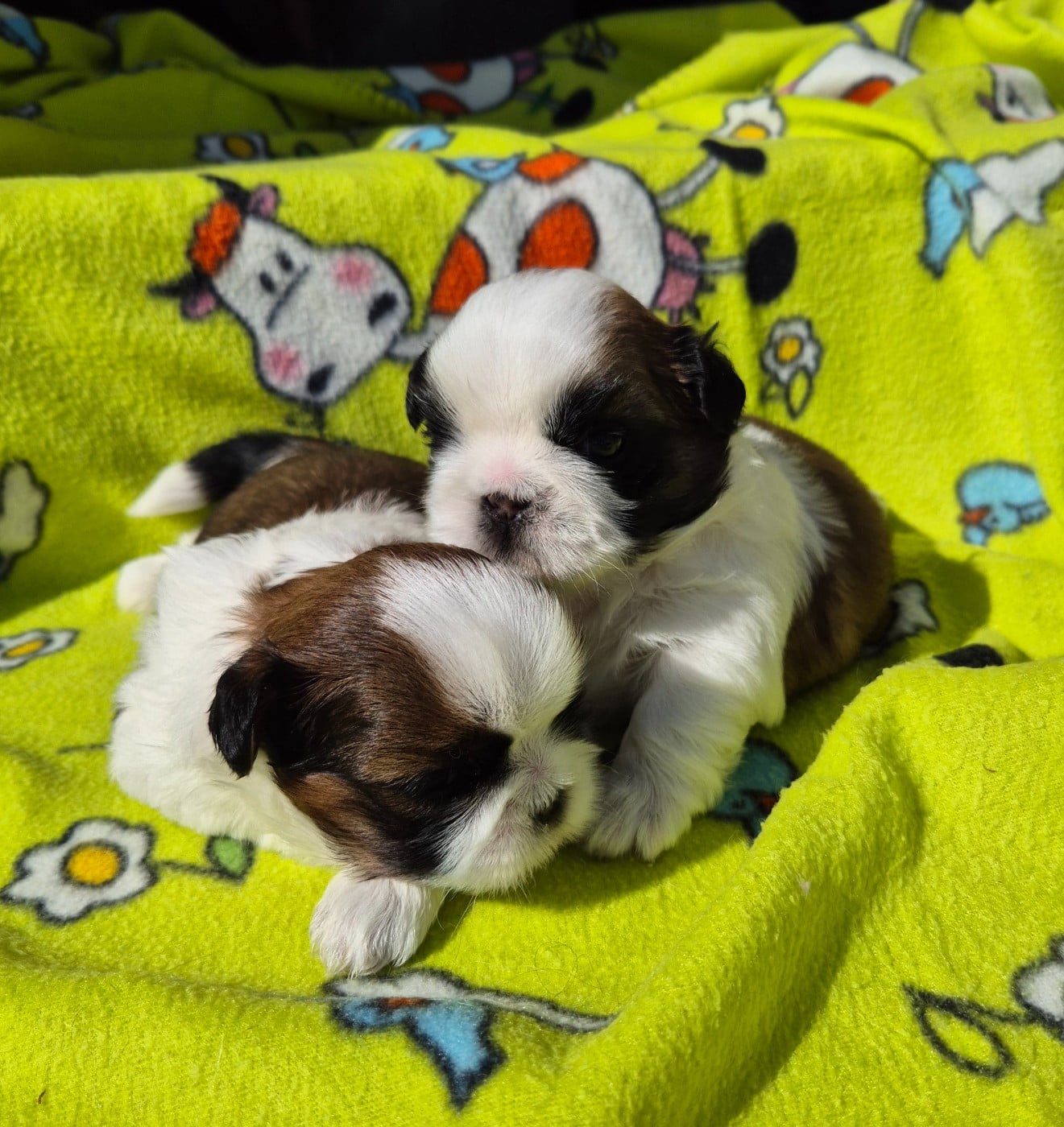 CHIOT 2