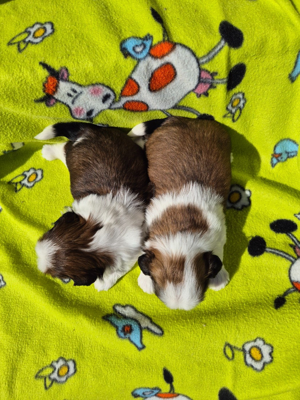 CHIOT 2