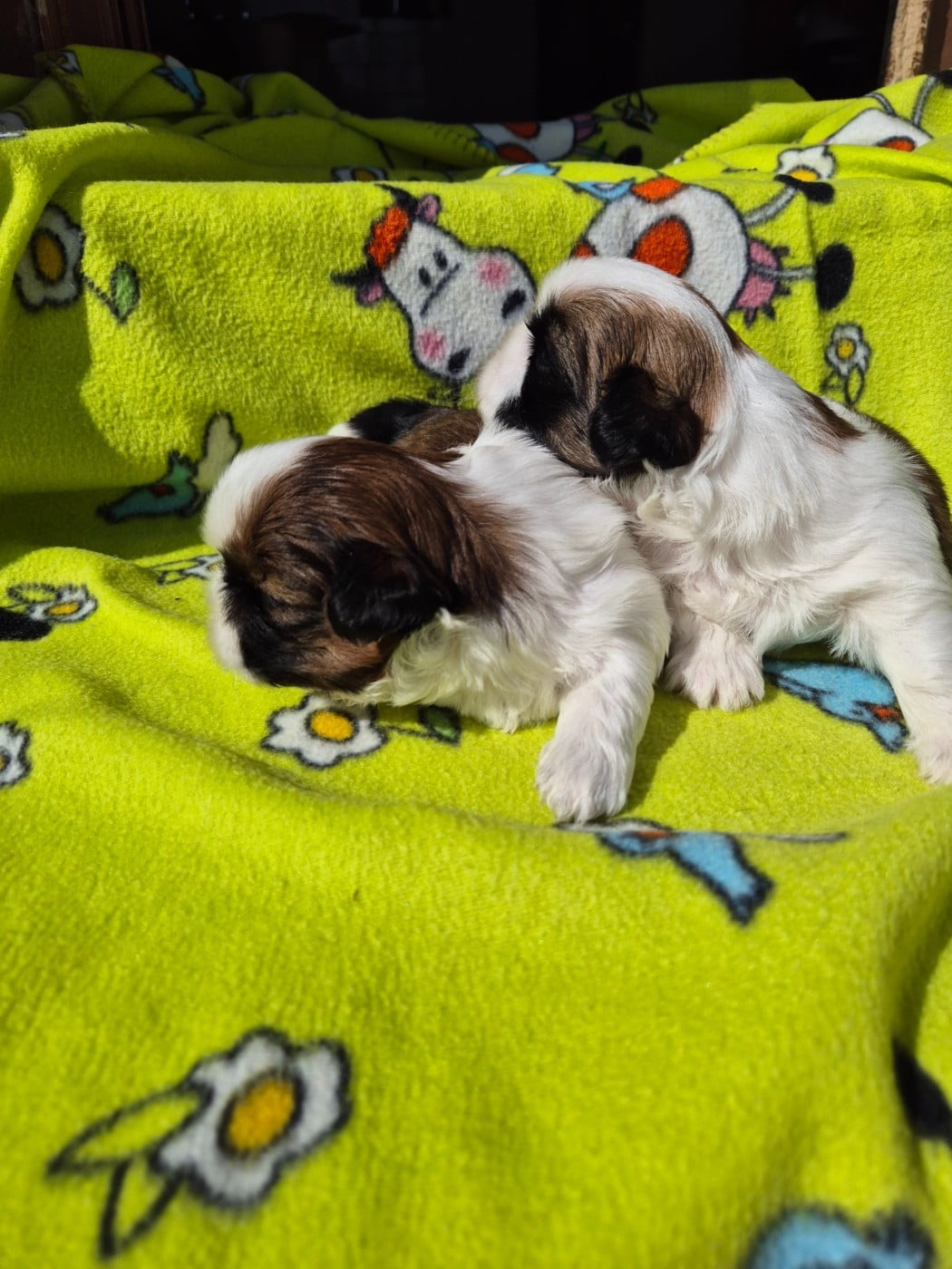 CHIOT 1
