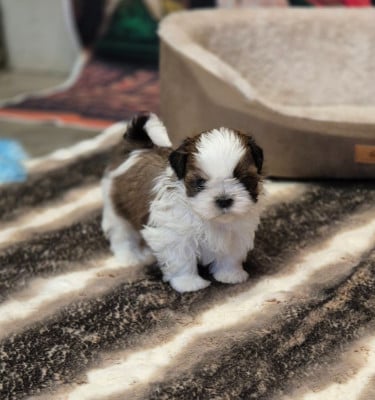 Les chiots de Shih Tzu
