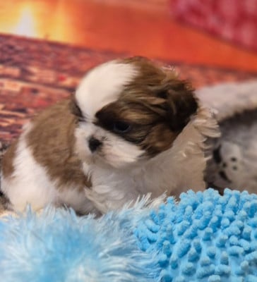 Les chiots de Shih Tzu