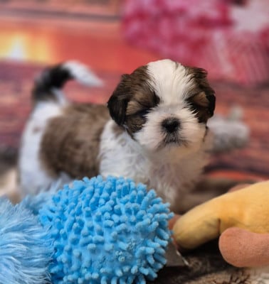 Les chiots de Shih Tzu