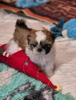 Les chiots de Shih Tzu