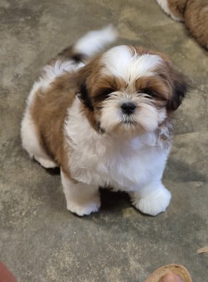 Adele - Shih Tzu