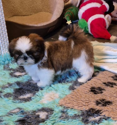 Shih Tzu