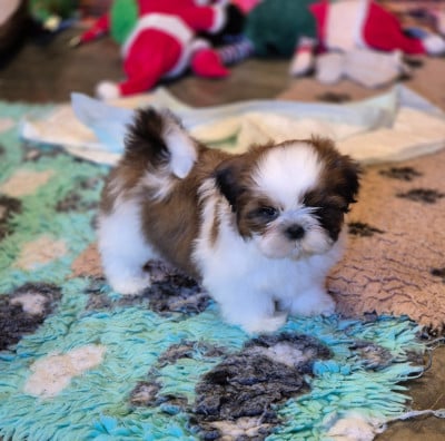 Les chiots de Shih Tzu